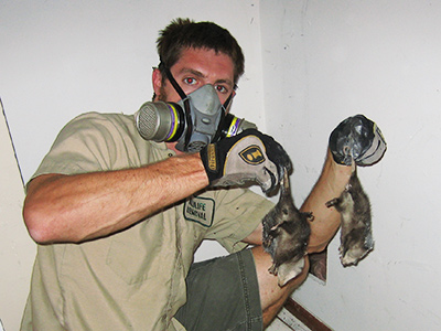 South Bend dead animal